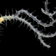 This branching worm (Ramisyllis multicaudata) was dissected out of its host sponge. Its lone head is visible at bottom left.
